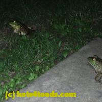 /home//u458753944/public_html/sourcegallery/////////////Frogs/More bullfrogs/P6080137.JPG